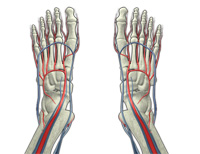 Poor circulation diabetic neuropathy